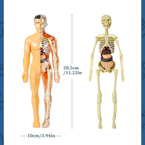 Miniatura 8 de Juguetes de anatomía para niños, modelo interactivo de cuerpo humano, modelo de órgano de torso humano ensamblado de 11.22 pulgadas para niños, para