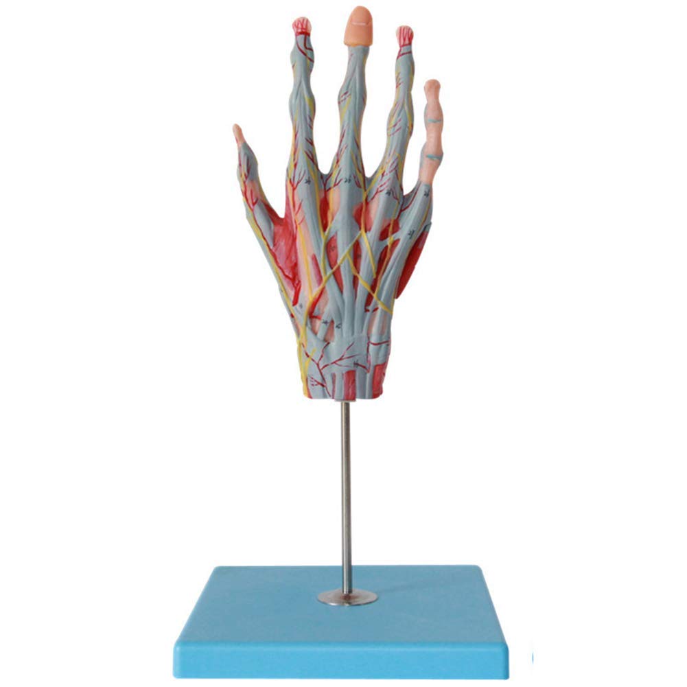 Sjdopulse Human Palm Anatomical Model, Hand Anatomical Neurovascular Model, Composed Of Five Parts, Digital Indication Of 42 Parts