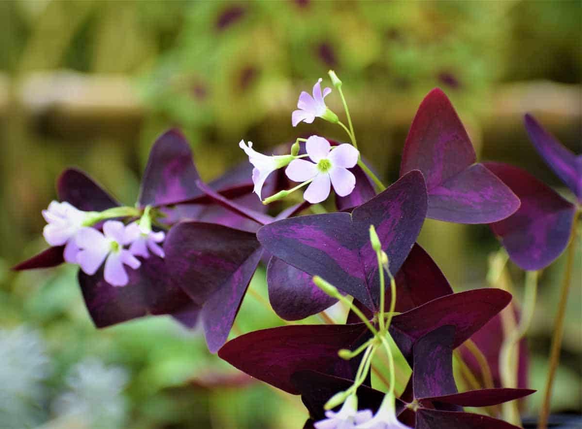 BUTTERFLY PLANT (OXALIS PURPLE) (B0CZPD66KM) Amazon Price History, Amazon Price Tracker