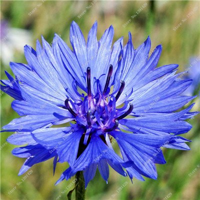 Graines De Bleuet Mélangées Fleurs Plantes Bonsaï Fleur Jardin Maison Plantes Ornementales Plantes À Fleurs Croissance Naturelle