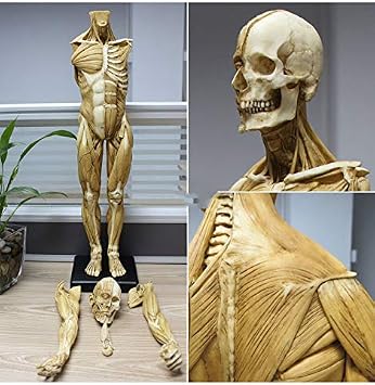 Human Anatomical Muscle Bone Model - 23.6Inch Male Anatomy Figure Painting Model - Human Musculoskeletal Anatomy Model - PU Material - Reference for Artist,A