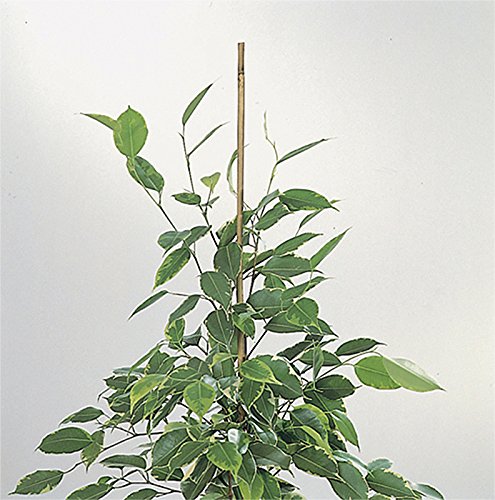 Tutori In Bamboo Naturale - 90 Cm