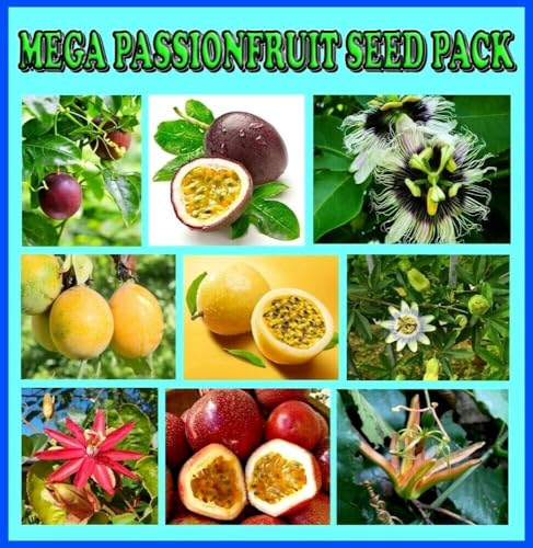 20 X Rare Passionfruit Seeds for Home Gardening and Planting
