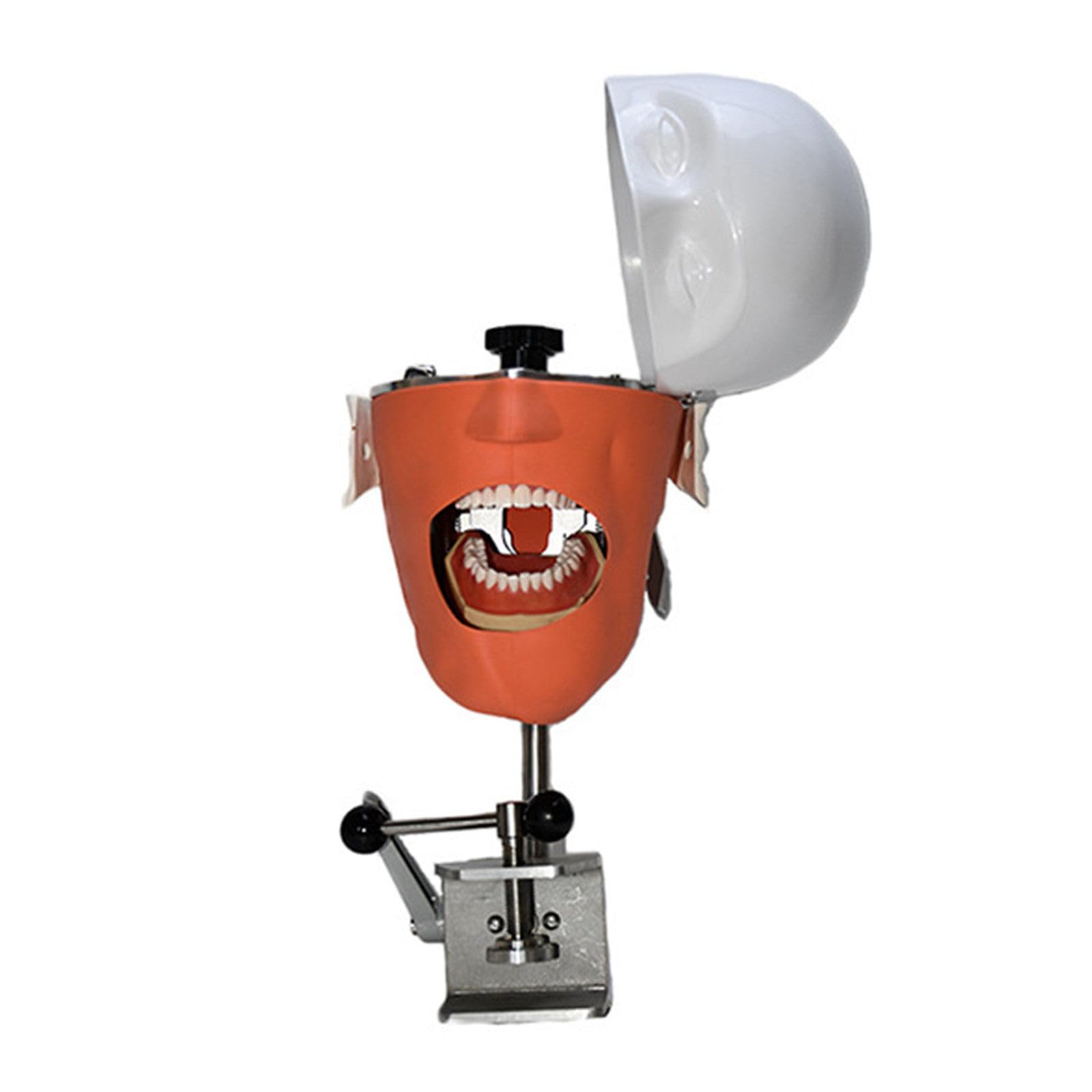 Modello Di Testa Di Phantom Dentale, Simulatore Dentale Phantom Head Training Per Dentisti Assistenti Dentali Pratica Dentista Insegnamento Modello Di Pratica, Con Montaggio Su Banco,Sicuro E Inodore