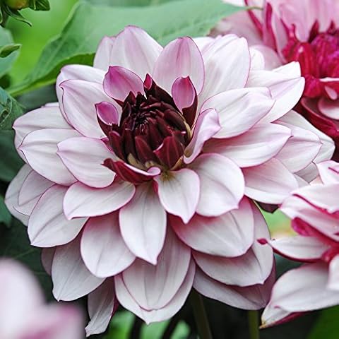 Thompson & Morgan Crème de Cassis Dahlias Cover