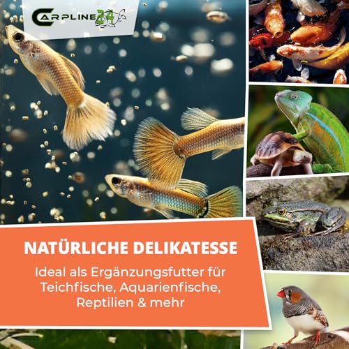 Getrocknete Wasserflöhe Daphnien 1000ml - Fischfutter für Teichfische & Zierfische, Natürliches Futter für Wasserschildkröten, Reptilien & Vögel – Bild 4