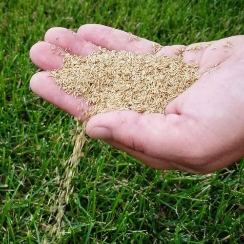 Garden® Imported Lawn Grass Seeds For Kitchen Gardening (Pack Of 2 Gram Seeds)