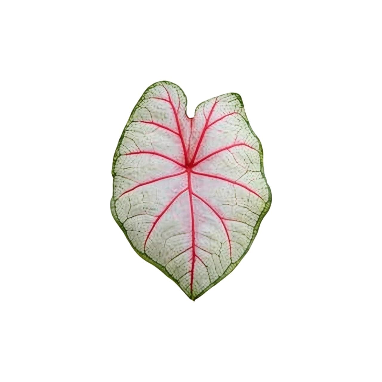 Coaster 3pcs Tropical Green Plant Cup Mats Anti Slip Holders Kitchen Drink Coasters(Color7)