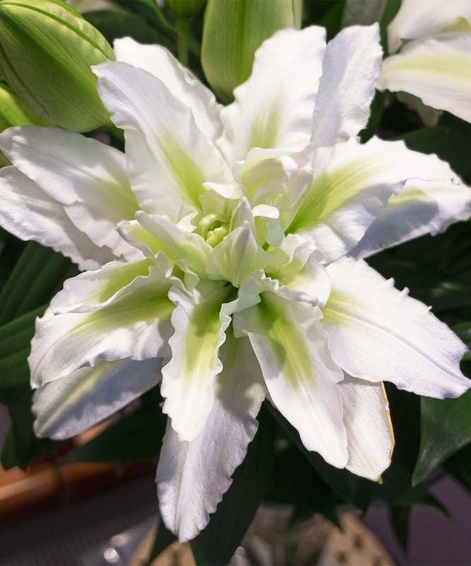 Oakwood Farms Imported Oriental Lilies/Lily/Lillium Double Petal