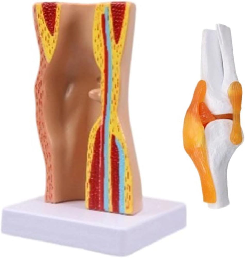 Generico Modello di Anatomia dell'Articolazione del Ginocchio Umano Ausilio Didattico Modello di Ginocchio Flessibile per Educazione Scientifica, Modello Didattico