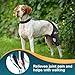 Dollephi Dog Knee Brace for Torn ACL Hind Leg, Support for Patella Dislocation or Osteoarthritis, Cruciate Ligament Injuries, Cut-Out Non-Slip Wrap Promotes Patellar Stability(Left Leg,XL)
