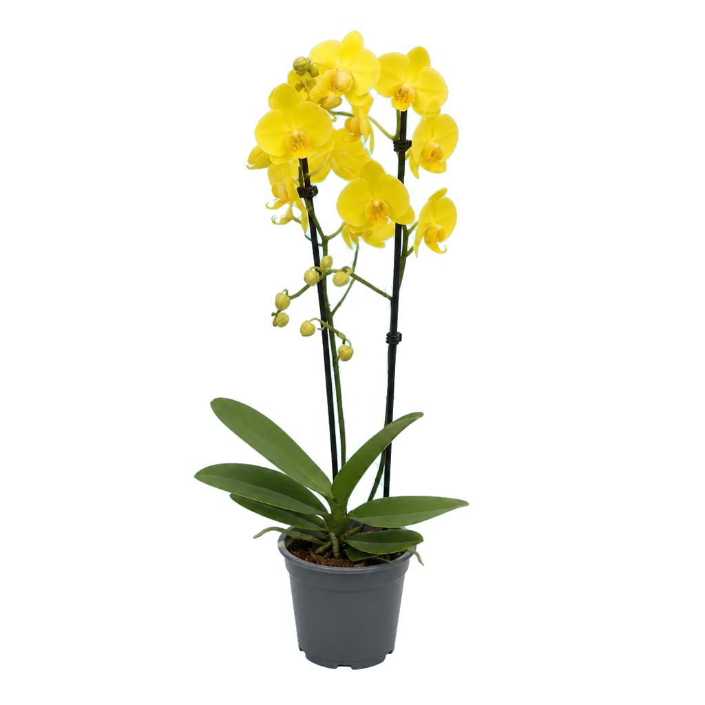 Phalaenopsis 2 Troncos Orquídea Phalaenopsis Planta Decorativa Alta DECOALIVE en Maceta 12 cm de Diámetro y Altura 55-65 cm