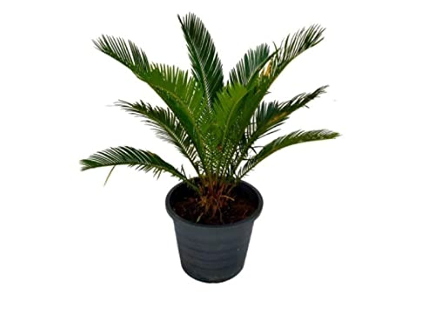 Dubai Garden Centre Cycas Revoluta Outdoor Small Plant