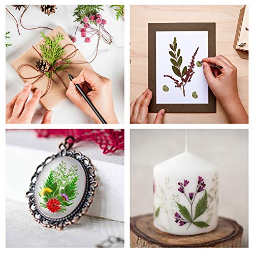 image for Whaline 120PCS+ Real Dried Press Flowers Dried Press Leaves Handmade F