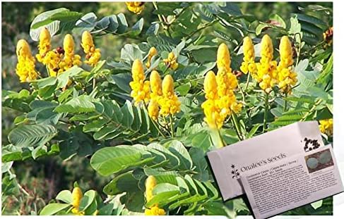 Onalee's Seeds Cassia Alata/Candlestick/Candelabra Bush Seeds. Butterfly Garden. Butterfly Host Plant. Magnificent Yellow Flowers! Fast Growing shrubs. Grown in/Shipped from USA. (20+ Seeds)
