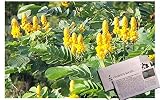 Onalee's Seeds Cassia Alata/Candlestick/Candelabra Bush Seeds. Butterfly Garden. Butterfly Host Plan