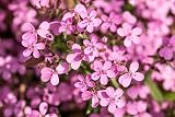POLSTER - SEIFENKRAUT - Saponaria ocymoides 25+ Samen mehrjährige Pflanze E 381