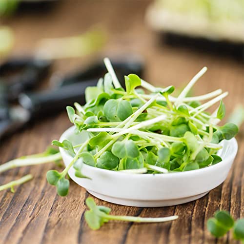 Qauzuy Garden 600 Premium Garden Cress ( Curly Cress) Mustard And Cress Seeds, Non-Gmo Heirloom Vegetables Seeds, High Nutritious, Fast-Growing, Edible Herb #TOP5