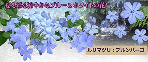 Amazon Co Jp ハッピーガーデン 花苗 ルリマツリ お取り寄せ商品 ブルー 1鉢 苗 花苗 宿根草 多年草 苗 夏 寄せ植え 通販 お洒落 Diy 工具 ガーデン Amazon Co Jp ハッピーガーデン 花苗 ルリマツリ お取り寄せ商品 ブルー 1鉢 苗 花苗 宿根草 多年草 苗 夏 寄せ植え 通販 お洒落 Diy 工具 ガーデン