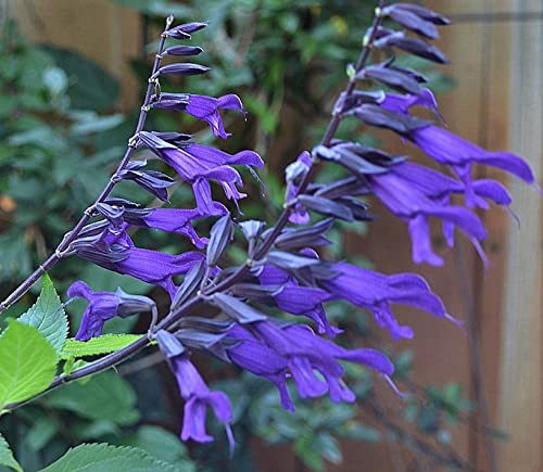 Butterflies Love Them, Purple Majesty Salvia/Sage Potted Plant Butterflies Love Them, Purple Majesty Salvia/Sage Potted Plant