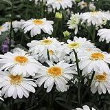 Shasta Daisy 25+ Seeds Beautiful Bright White/Yellow Flower