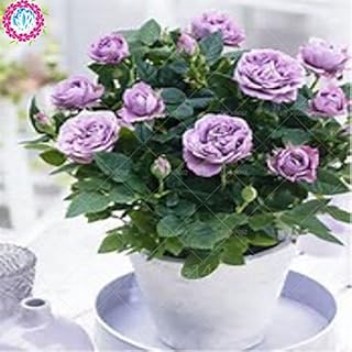100PCs/Bag Rose Tree Purple, Pink, Rose Tree Plant Bonsai Tree Flower Seeds Balcony & Yard Home Garden Pot, 5