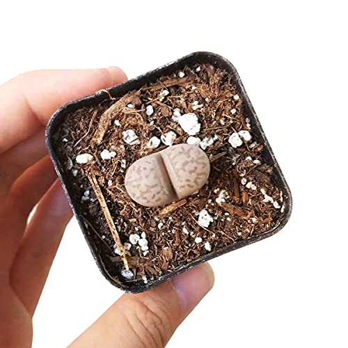 Lithops Living Stones 2 Inch - Healthy Succulent Rare & Unusual Live Easy Care Indoor House Plant, Fully Rooted In 2/4/6 Inch Sizes #TOP3