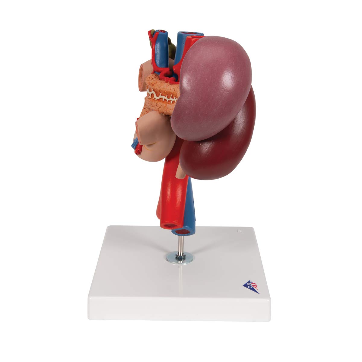 3B Scientific K22/3 Modelo de anatomía humana Riñones Con Órganos Posteriores del Abdomen Superior, de 3 Piezas + App de anatomía gratuita - 3B Smart Anatomy