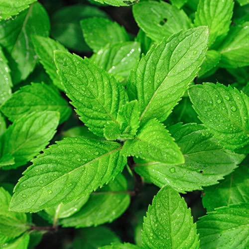 Mint - Mentha Spicata - Garden Spearmint - 300 Seeds