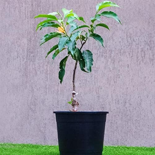 See full amazon price history chart for Mphmi Season Flowers NCR Plants Michelia Champa, Son Champa (Orange, Grafted) - Plant Mphmi Season Flowers NCR Plants Michelia Champa, Son Champa (Orange, Grafted) - Plant (B0CG4H51H8) Amazon Price History, Amazon Price Tracker
