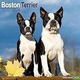 Boston Terrier Calendar 2026 Square Dog Breed Wall Calendar - 16 Month