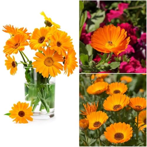 Image of Calendula Fiesta Gitana Flower Seeds Pack of 25 Plus Seeds Yellow Orange Double Petal Winter Seasonal Flower Seeds for Home Garden Balcony Pots Outdoor Gardening