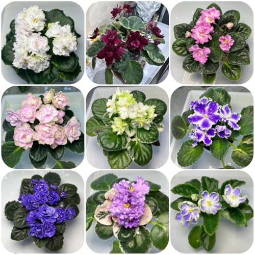 acquistare semi di violetta africana da giardino, appartamento di violetta africana resistenti per il giardino, resistenti 60pcs