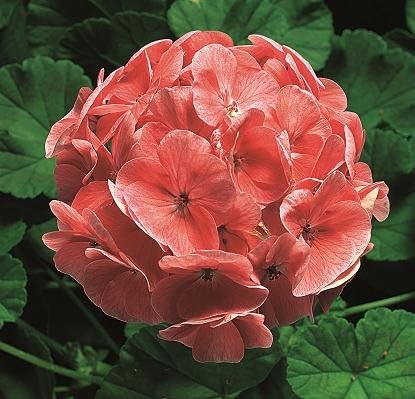 Amazon 宿根草 ゼラニウム ゼラニューム リンゴ２０００ サーモン １株 花