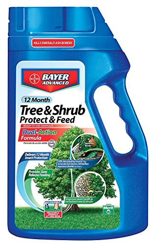 Ostrich Ferns: How To Grow Shuttlecock ferns (Matteuccia Struthiopteris) | UrbanOrganicYield.com BioAdvanced 12 Month Tree and Shrub Protect and Feed, Granules, 4 lb, Insect Killer, Tree...