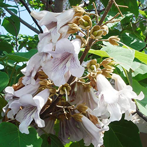 Paulownia Fortunei Seeds Chinese Empress Tree, Royal Paulownia Fast Growing Deciduous Tree Fragrant Attract Pollinators Ornamental Garden Outdoor 1 Oz (Approx 95162 Seeds) By Yegaol Garden #TOP5