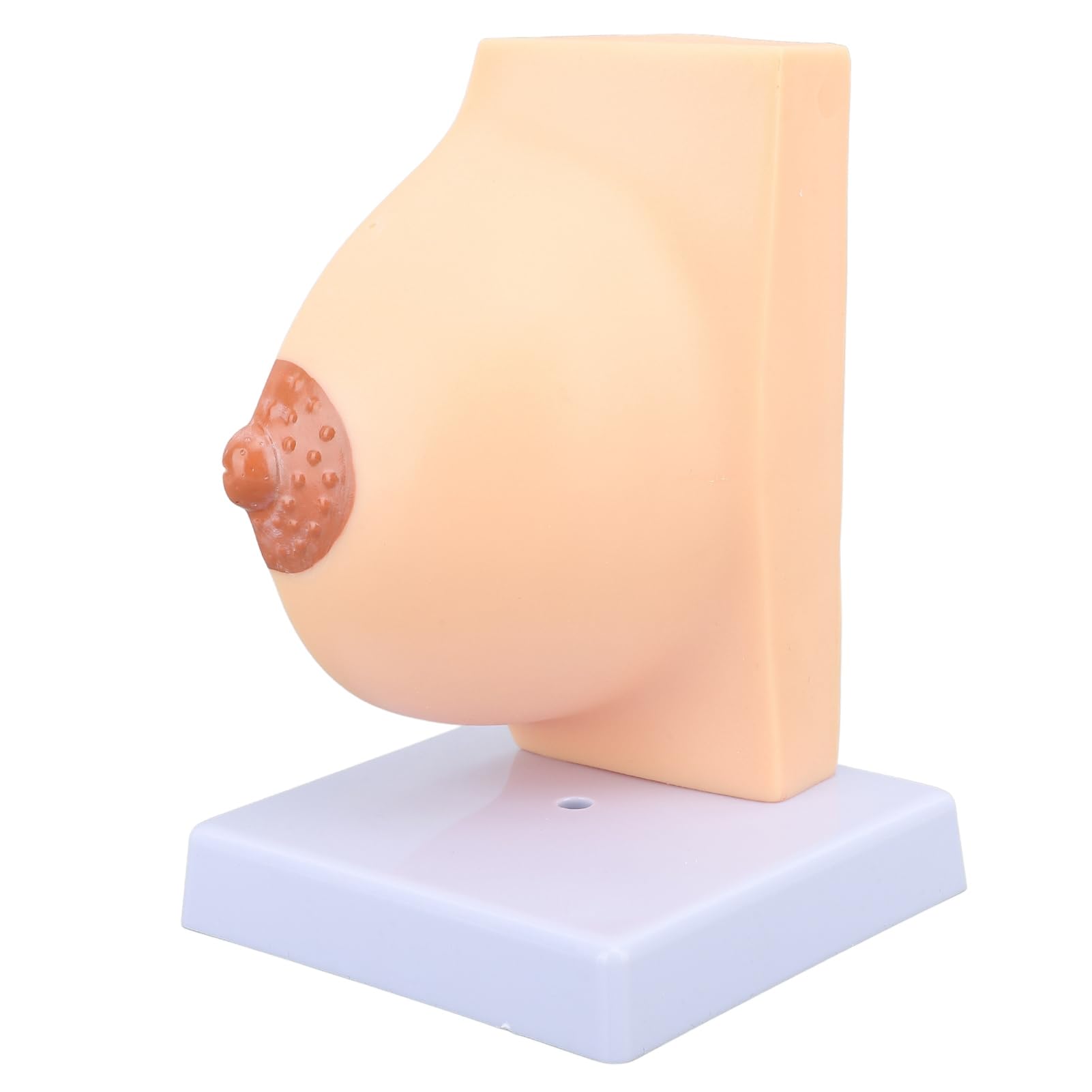 Female Chest Model Quiescent Breast Model for Breast Anatomy Model Quiescence, Hip Replacement Recovery Kits