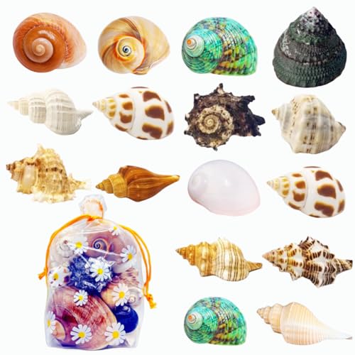 SINGEWOW 16 conchiglie naturali da 4,1 a 8,4 cm, turbina di crescita per granchi grandi e medi e piccoli, per granchi eremiti, decorazione per la casa, decorazione per acquario (16 conchiglie)