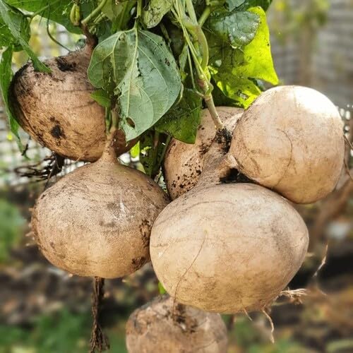 100pcs New Fresh Brown Jicama Vegetable Seeds