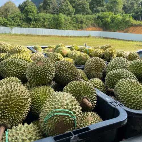 Comprar semillas frescas de fruta durian semillas de bonsái para bancales elevados fruta durian árboles frutales columnares árboles de jardín resistentes Plantas en maceta resistentes 8pcs