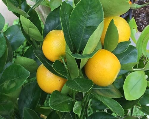 40 Calamondin Citrus Tree Seeds | Calamansi Fruit Seeds #TOP2