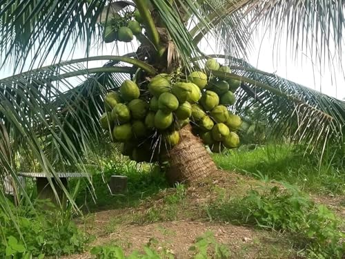 Image of Rare Vietnam Dwarf Coconut Tree Live Plant (Green-Yellow Hybrid) | Early Fruiting in 3 Years | Healthy Tropical Fruit Plant for Home Garden, Terrace & Farm Plantation