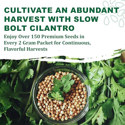 TKE Farms & Gardens - Cilantro Seeds for Planting, 150+ Non-GMO Heirloom Coriander Seeds, Slow Bolt for Long Harvest, Indoor or Outdoor Herb Garden, Easy Growing Instructions Included - Image 8