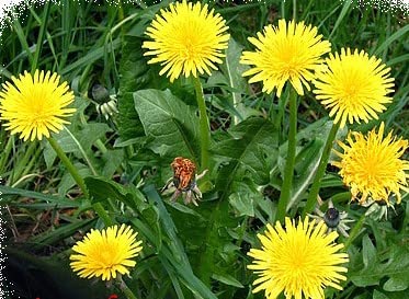 graines de Pissenlit Sauvage, taraxacum Off. 2 grammes 2019