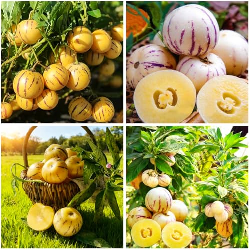 Mixrug 30+ Pepino Melon Seeds for Planting,Sweet Pepino Seeds Non-GMO,Exotic Fruit Seed Heirloom for Outdoor Home Garden