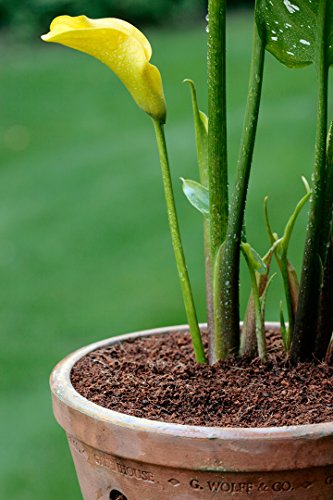 Super Moss (01131) HeirBloom Succulent Soil with Fertilizer, Small Bale (2.33 ft3) - Thumbnail 3