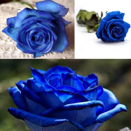 Bluelover 50 Piezas Azul Rosa Semillas Bricolaje Hogar Jardín DEC