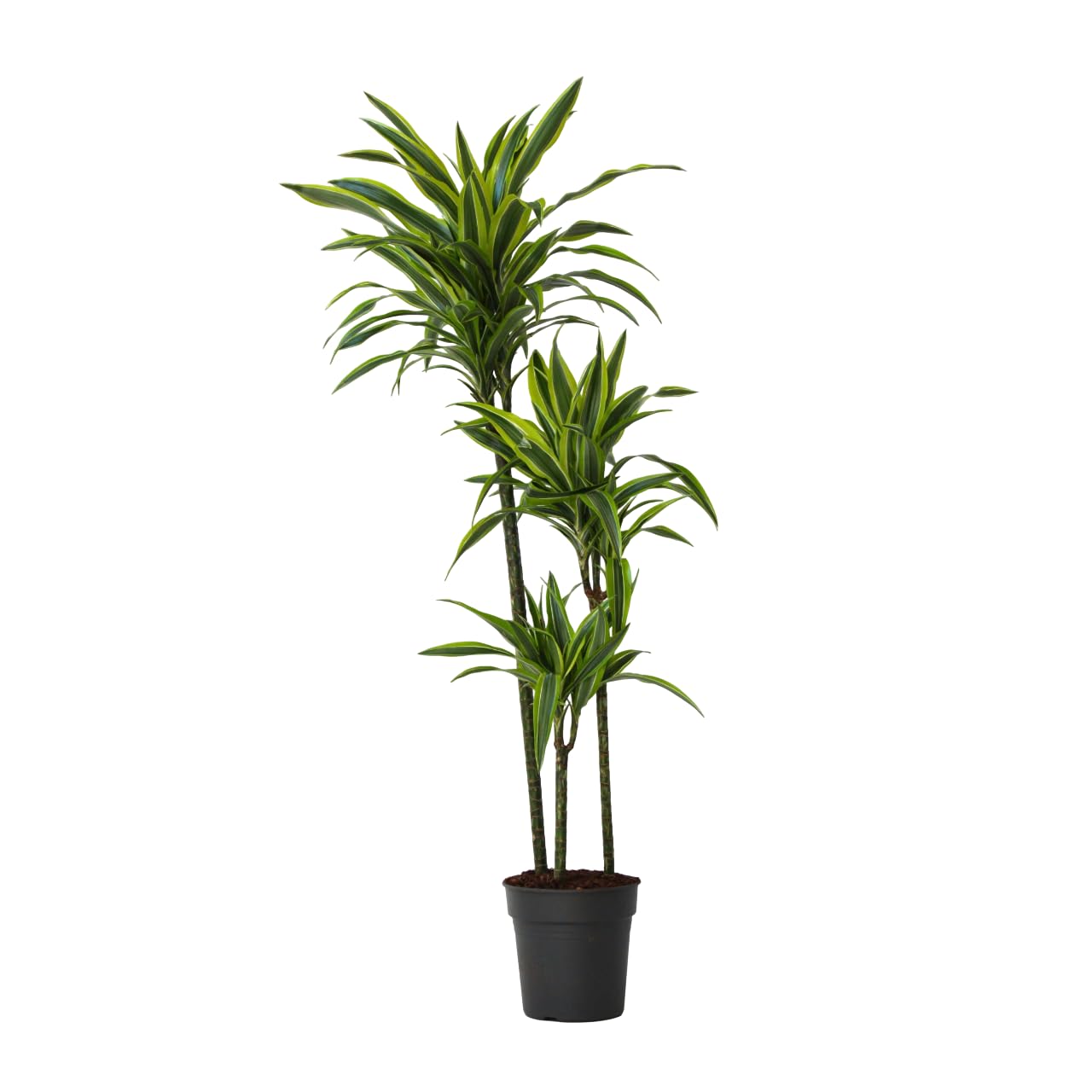 Plant in a Box - Dracaena fragrans Deremensis - Limone - Albero dei draghi - Vaso 24cm - Altezza 130-140cm
