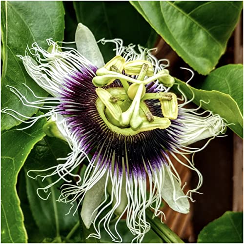 Seed Needs Purple Passion Flower Vine Seeds #TOP14
