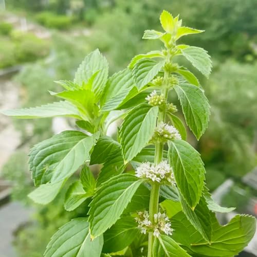 semi di menta biologici da giardino da appartamento decorazione per esterni resistenti per balcone rari 450pcs